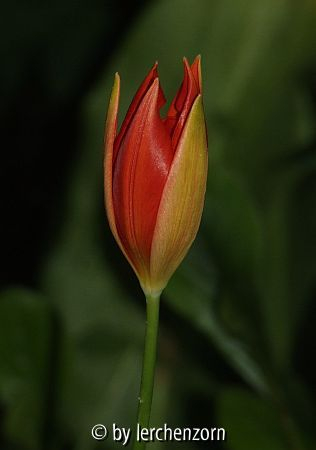 Sprengers Tulpe (Tulipa sprengeri)
