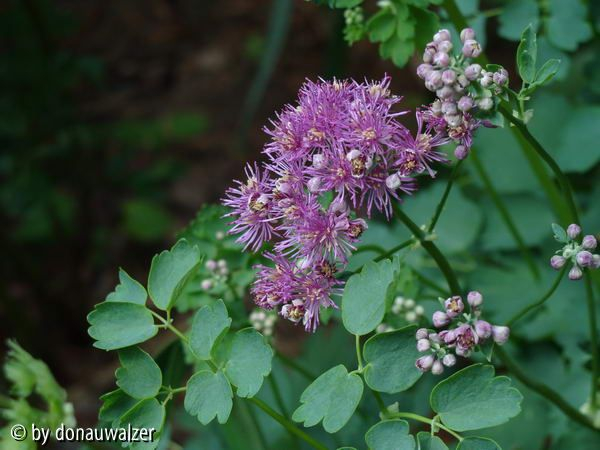 Thalictrum aquilegifolium
