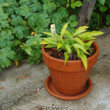 Ground Sulphur