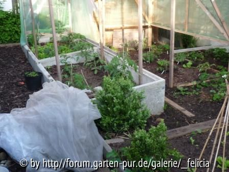 Tomaten im Freiland 5.Mai 2009