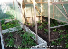 Tomaten nach kalter Nacht 5.Mai 2009