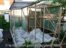 Tomaten 5.Mai abgedeckt gegen niedrige Temperatur 1,3°C