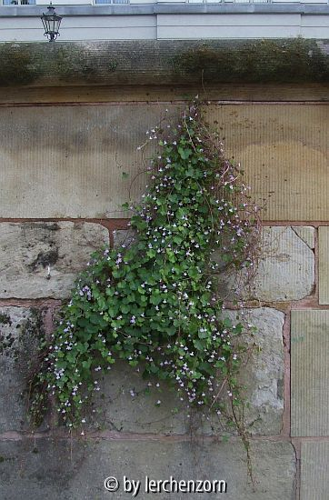 Zimbelkraut (Cymbalaria muralis)