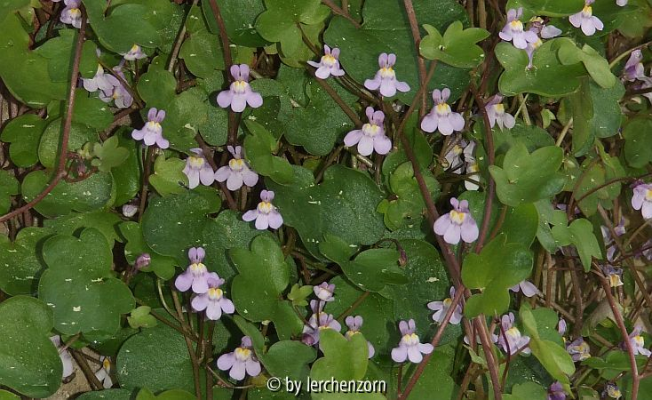 Zimbelkraut (Cymbalaria muralis)