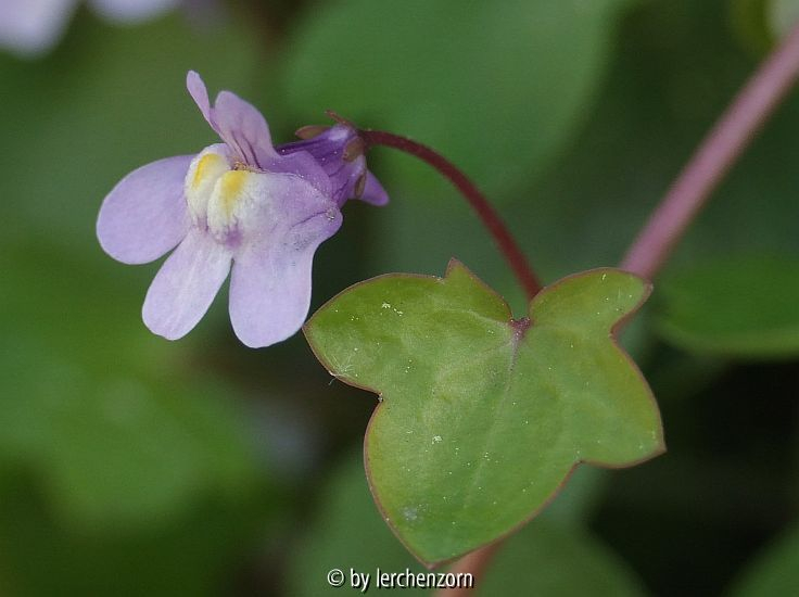 Zimbelkraut (Cymbalaria muralis)