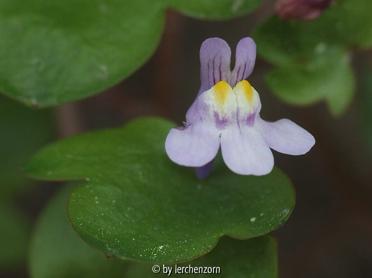 Zimbelkraut (Cymbalaria muralis)
