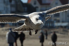 Möwe im Tiefflug