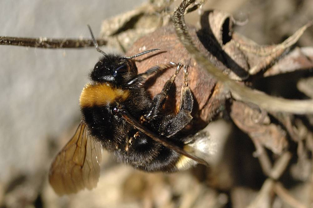 Keusche Schmarotzerhummel 1
