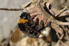 Keusche Schmarotzerhummel 1