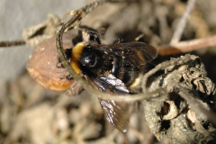 Keusche Schmarotzerhummel 2