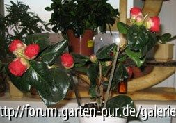 Unbekannt1