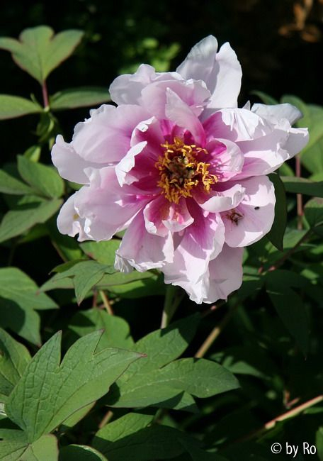 Pfarrgartenpäonie 09
