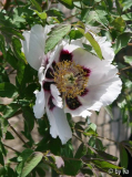 P.rockii 7.5.09