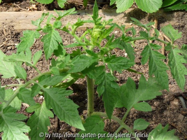 Beuteltomate El Salvador