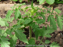 Beuteltomate El Salvador