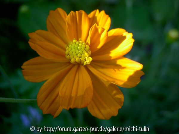 Cosmea1