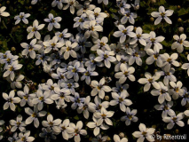 Isotoma
