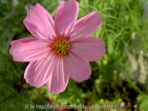 Cosmea2
