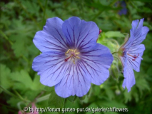 Geranium Sabani Blue