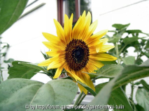 Sonnenblume1