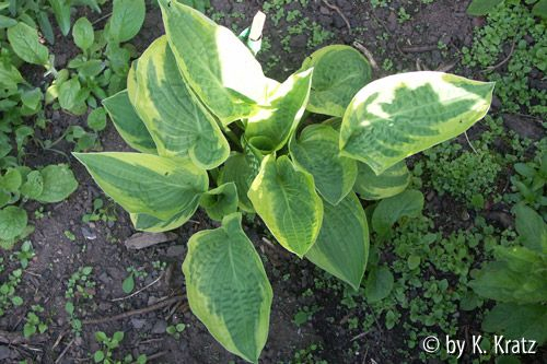 Hosta10