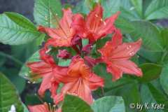 Rhododendron
