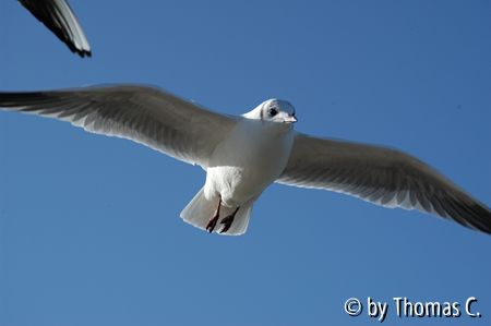 Möwe