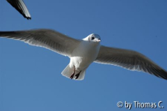 Möwe