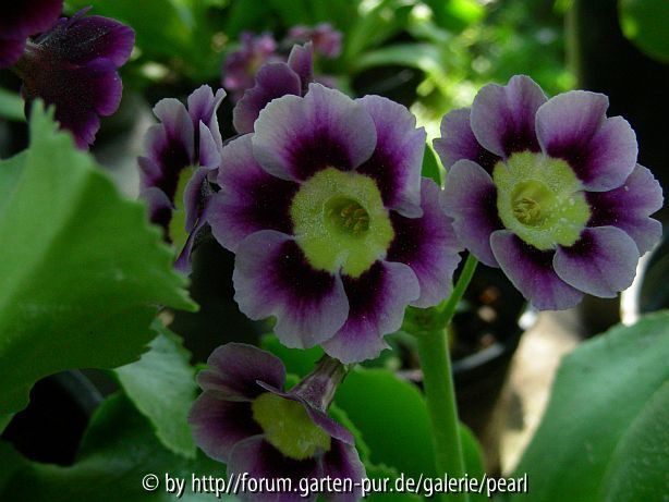 Gartenaurikel Purpur Lila