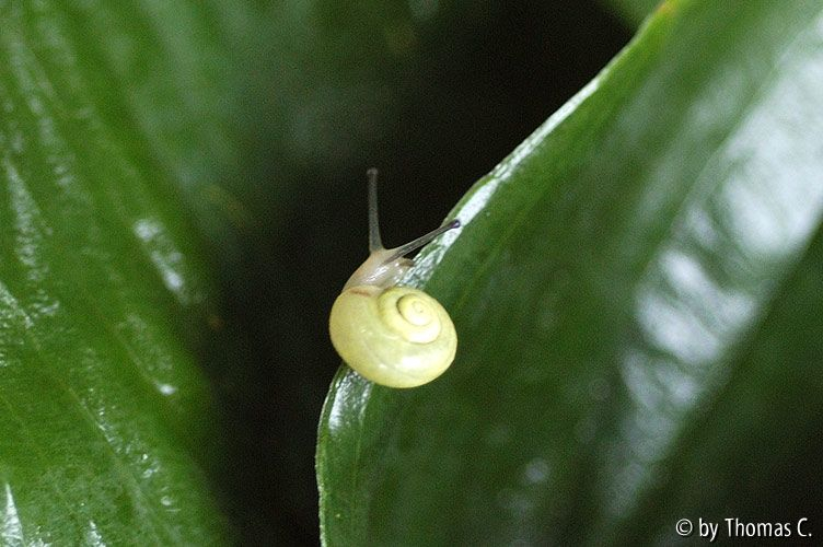 Schnecke auf Hostablatt