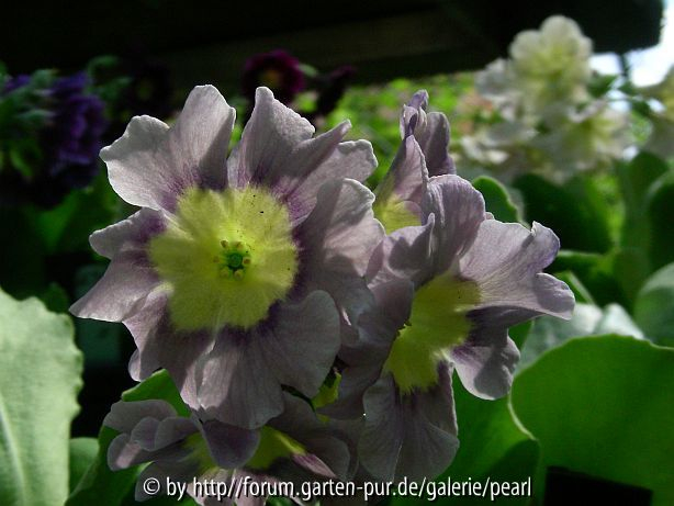 Gartenaurikel mauve