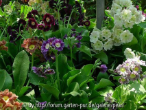 Gartenaurikel in allen Farben