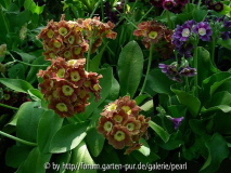 Apricotfarbene und Violett