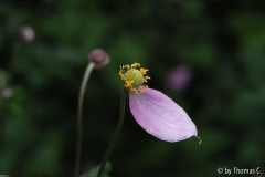 Herbstanemone