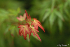 Acer Wilsons Pink Dwarf