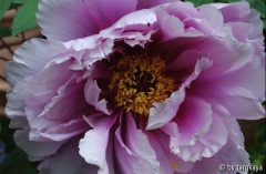 rotviolett2