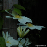Wadas Primerose-2