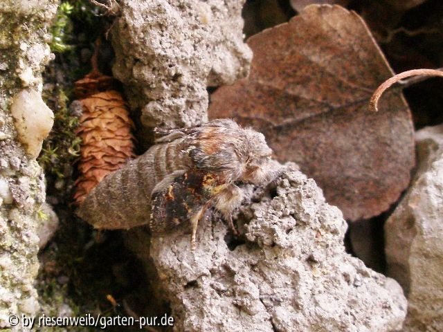 wer ist das eins: Notodonta dromedarius