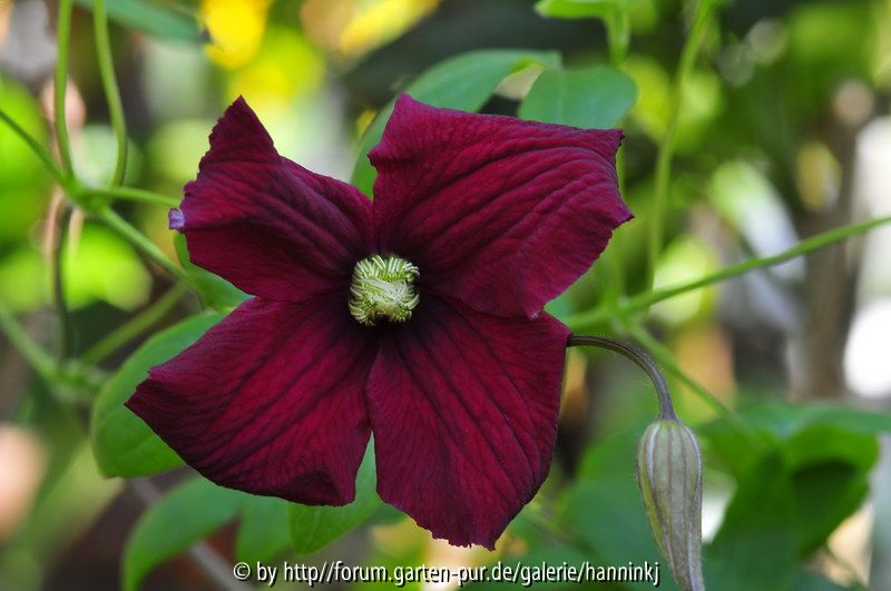Clematis VIT015