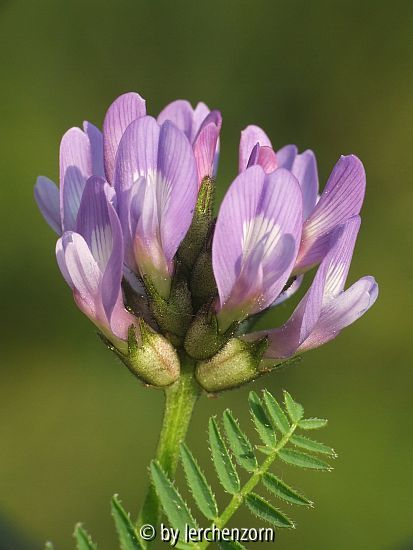 Dänischer Tragant (Astragalus danicus)
