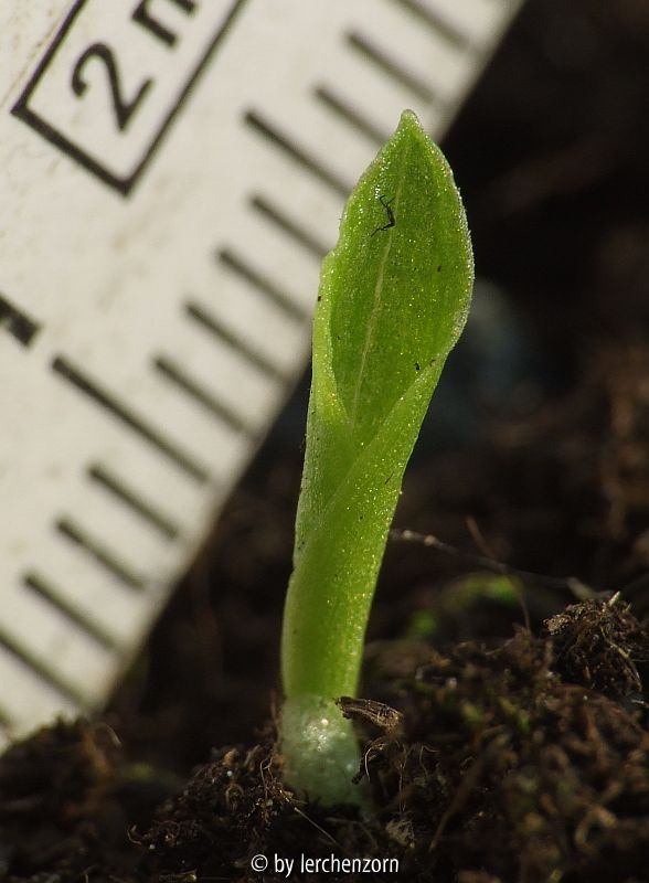 Sämling von Roscoea alpina