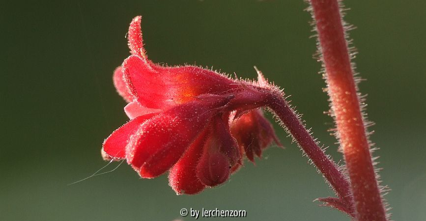 Purpurglöckchen (Heuchera-Cultivar)