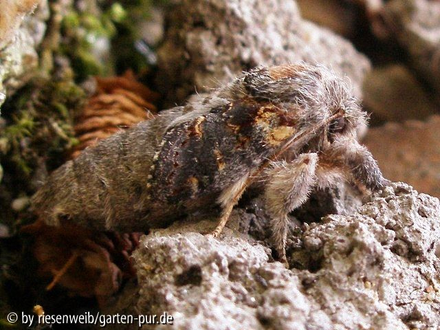 wer ist das zwei: Notodonta dromedarius