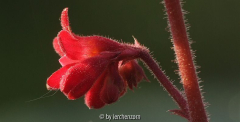 Purpurglöckchen (Heuchera-Cultivar)