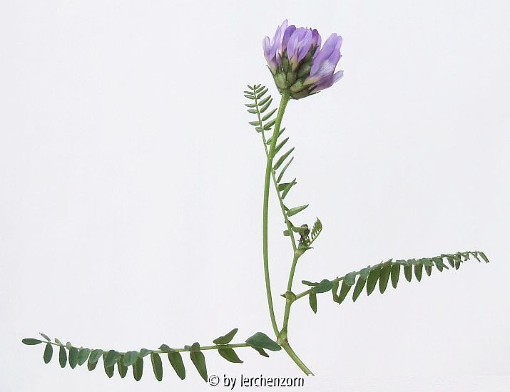 Dänischer Tragant (Astragalus danicus)