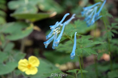 Corydalis flexuosaIMG_3373jpg.jpg
