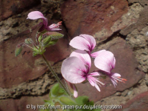 unbekannte pelargonie 2 blüte.jpg