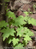 unbekannte pelargonie 1.jpg