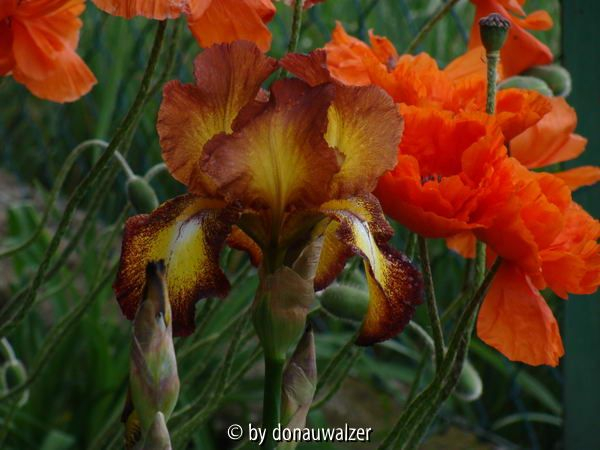 Sprekles mit Mohn