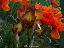 Sprekles mit Mohn